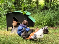 Friendly chickens
