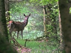 Deer in wood