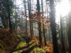 Lovely woodland walks