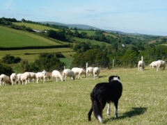 View from one of the fields.