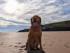 Bigbury beach