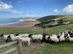 Sheep farm by the beach