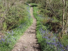 Holyford Woods