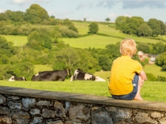 Guests and Cows