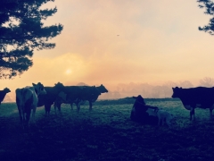 Our dairy cows