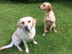 Our labradors