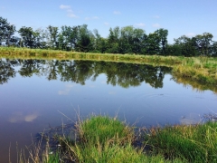 The carp lake