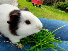 Guinea pig cuddles