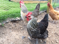 A few of our chickens