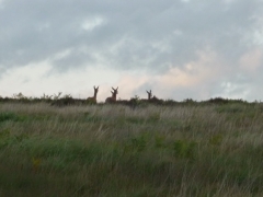 Deer on the horizon