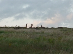 Deer on the horizon