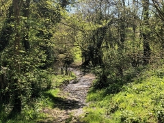 Farm track and trees