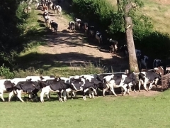 Cows crossing bridge to go for milking.