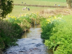 the meandering brook