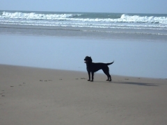Dog Friendly beach 10 mins away