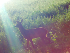 Deer in field