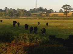 Cattle at Courtbrook Farm
