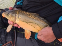 A carp from the fishing lake