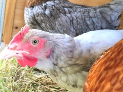 Chickens in the garden