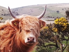 Highland cow