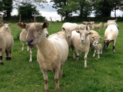 some of our sheep