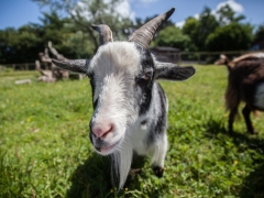 Have fun with the cheeky pigmy goats!