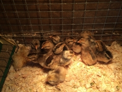 Baby Chicks