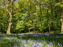 Bluebell wood