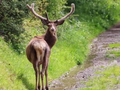 Beautiful Wildlife