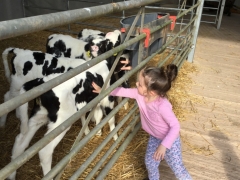 Child stroking baby calves