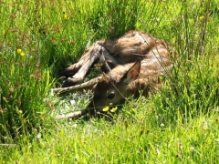 Red deer calf at Hollacombe