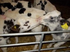 Forda Farm bed and breakfast and some young calves