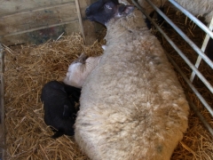 Forda Farm bed and breakfast and lambing time.