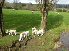 Lambs