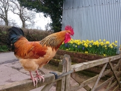 The cockerel