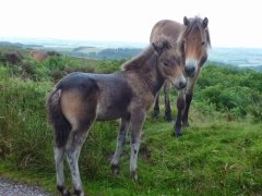 Exmoor Ponies