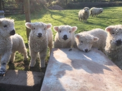 Lambing time at Holyford