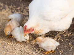 Baby chicks