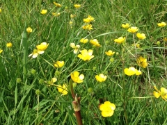 Buttercups