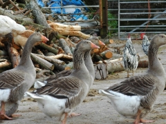 Geese