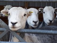 Herdwicks