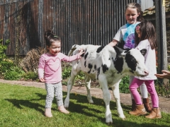 calf and children