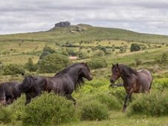The famous Dartmoor Ponies, Dartmoor is a short drive away