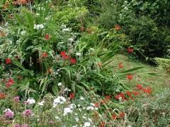 Thatched Cottage garden