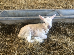 Lambing time at Forda Farm Bed and Breakfast close to Holsworthy and Bude on the North Devon and Cornwall border.