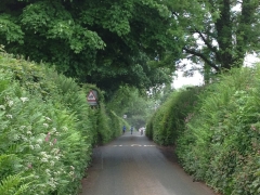 Walk to Moreleigh