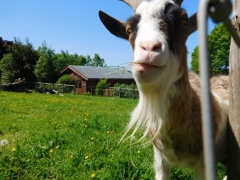 Overlooking the goats