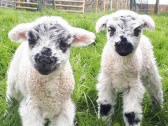 New lambs