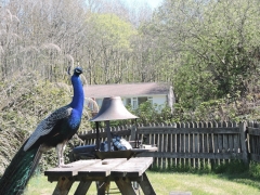 Azalea nestling behind peacock