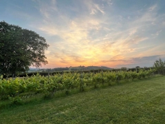 Vineyard sunset